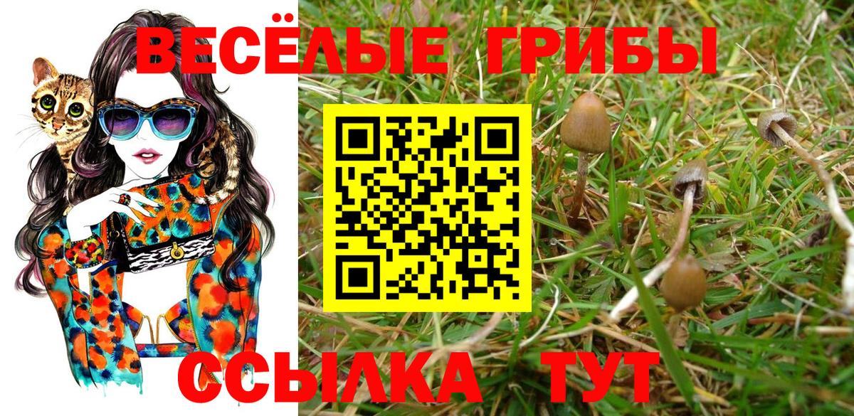 Псилоцибиновые грибы Cubensis Саратов